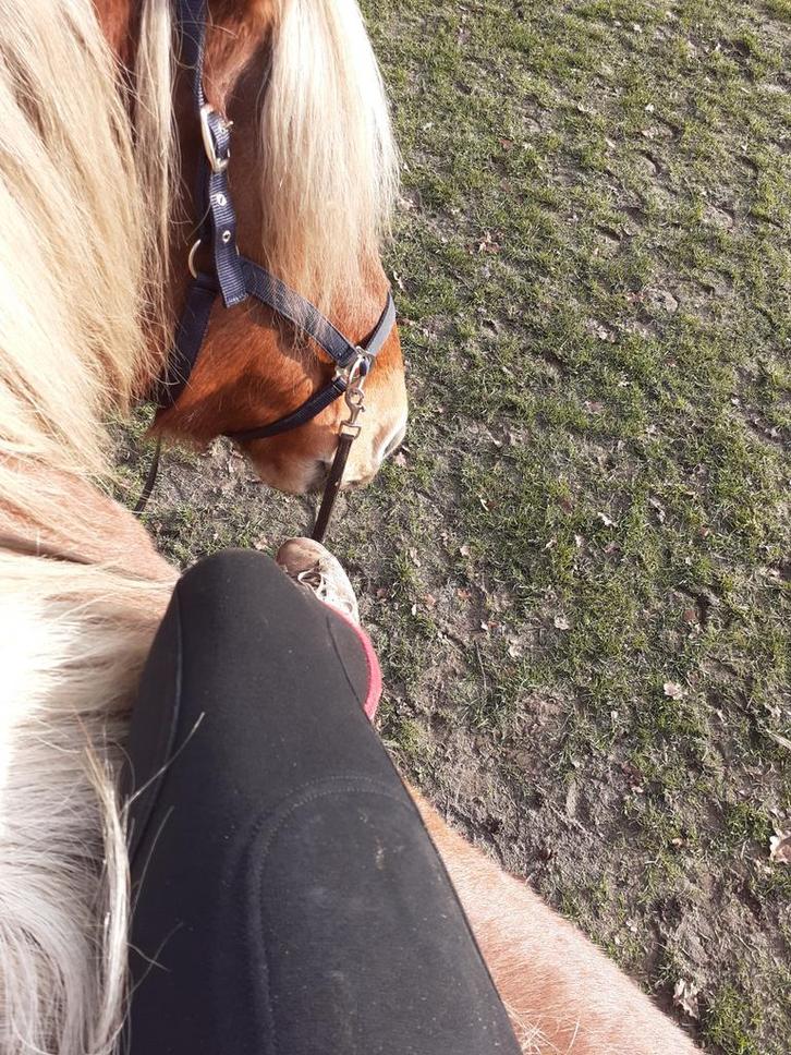 Verzorger aangeboden, Dieren en Toebehoren, Paarden, Meerdere dieren, Niet van toepassing, 175 cm of meer, Recreatiepaard