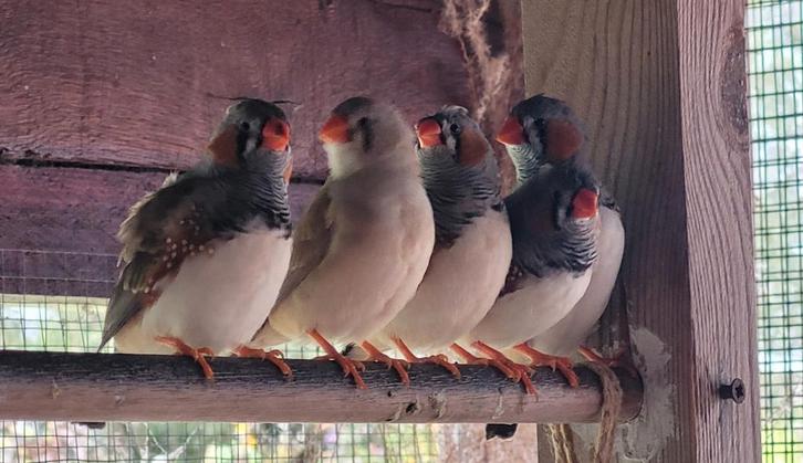 Jonge zebravinken 2025, Dieren en Toebehoren, Vogels | Overige Vogels