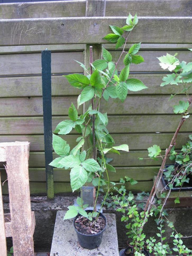 Mûre sans épine, Tuin en Terras, Planten | Fruitbomen, Overige soorten, 100 tot 250 cm, Volle zon, Lente, In pot, Ophalen