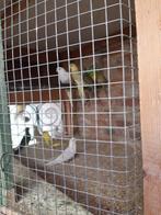 Roodruggen, Dieren en Toebehoren, Meerdere dieren, Parkiet, Geringd