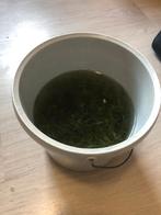 Guppy gras, Dieren en Toebehoren, Ophalen, Nieuw, Plant(en), Steen of Hout