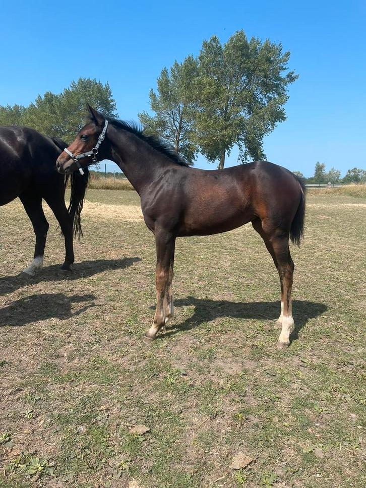 Betaalbaar premie merrie veulen, Animaux & Accessoires, Chevaux, Jument, Ne s'applique pas, 165 à 170 cm, 0 à 2 ans, Cheval de saut