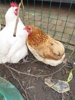 Araucana les a aussi à queue carrée, coq blanc, Poule ou poulet