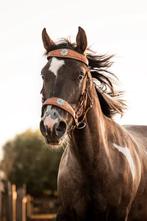 Western sidepull bitloos, Dieren en Toebehoren, Ophalen, Nieuw, Western