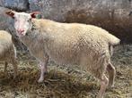2 ooien 1 jaar oud, Dieren en Toebehoren, Vrouwelijk, Schaap, 0 tot 2 jaar
