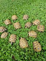 Tortues terrestres, Animaux & Accessoires, Reptiles & Amphibiens, Tortue, 0 à 2 ans