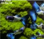 zuivere speciale guppen, Dieren en Toebehoren