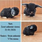 Franse hangoor, Dieren en Toebehoren, Konijnen, Hangoor