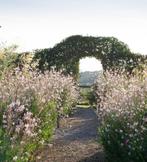 GAURA    linthemeri    in pot  ,   bloeit  heel de zomer, Tuin en Terras, Ophalen, Zomer, Vaste plant