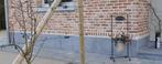 Gevelplint in blauwe hardsteen 2cm dik 15 tot 60cm hoog, Ophalen, 100 tot 150 cm, Hardsteen, Nieuw