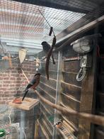 Bouvreuil ponceau, Dieren en Toebehoren, Vogels | Overige Vogels, Mannelijk, Wildzangvogel, Geringd