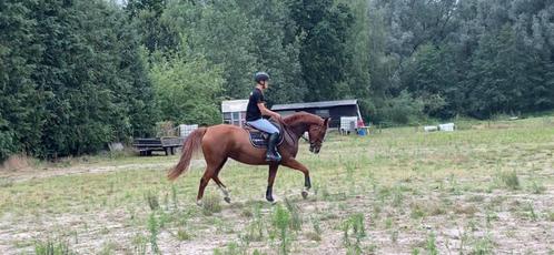 Top 6 jarige merrie te koop, Animaux & Accessoires, Chevaux, Jument, L, 160 à 165 cm, 3 à 6 ans, Cheval de saut, Avec pedigree