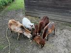 Kameroen ram lammetjes, Dieren en Toebehoren, Schapen, Geiten en Varkens, Schaap, Mannelijk, 0 tot 2 jaar