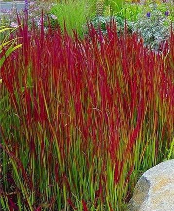 Imperata Red Baron of Japans bloedgras beschikbaar voor biedingen