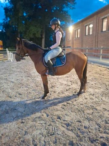 Mooie pony beschikbaar voor biedingen