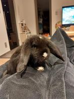 Frans hangoor rammetjes, Dieren en Toebehoren, Hangoor