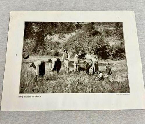 Native harvest reapers in cyprus antiek picture print 1906, Verzamelen, Foto's en Prenten, Zo goed als nieuw, Voor 1940, Ophalen of Verzenden