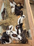 Lapin papillon, Ophalen of Verzenden