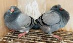 7 jonge uit de vliegduiven, Dieren en Toebehoren, Meerdere dieren, Postduif