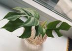 monstera minima stek op water + vaasje, Huis en Inrichting, Kamerplanten, Ophalen