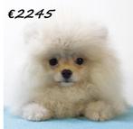 Pomeriaantjes pups te koop, Keeshond, 15 weken tot 1 jaar, Handelaar, Buitenland