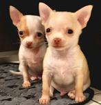 Chihuahua pups (kortharig), Dieren en Toebehoren, België, Particulier, Reu, CDV (hondenziekte)