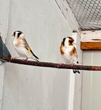 Sib distelvink/ putter, Dieren en Toebehoren, Vogels | Overige Vogels, Meerdere dieren, Wildzangvogel, Geringd