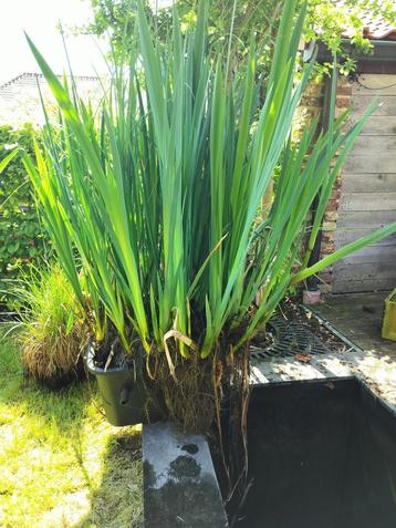 waterplant vijver, Dieren en Toebehoren, Ophalen, Plant(en), Steen of Hout