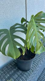 Monstera eigen kweek, Ophalen