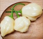 Chili Sugar Rush cream (5 zaden), Ophalen of Verzenden