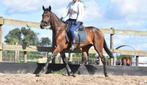 Braaf aangereden, goed bewegende, grote E merrie, Dieren en Toebehoren, Pony's, B, Gechipt, 3 tot 6 jaar, Recreatiepony