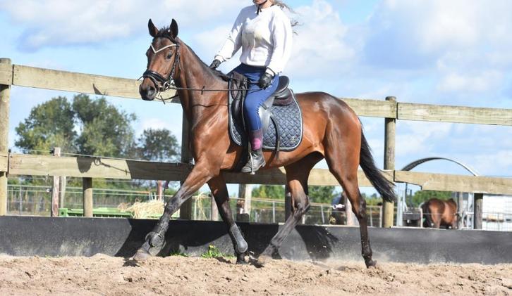 Braaf aangereden, goed bewegende, grote E merrie, Dieren en Toebehoren, Pony's, Merrie, B, E pony (1.48m - 1.57m), Recreatiepony