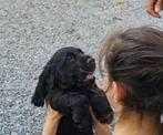 engelse cocker spaniel pups 16-4-25, België, 8 tot 15 weken, Meerdere, Meerdere dieren