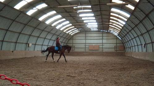 Zoek iemand voor halve stal . Met de kennis van dressuur, Dieren en Toebehoren, Paarden en Pony's | Verzorgingsproducten, Zo goed als nieuw