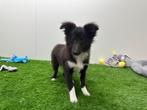 Shetland Sheepdog pups, 8 tot 15 weken, CDV (hondenziekte), Meerdere, Meerdere dieren