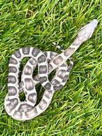 Korenslang 3 maand, soort: Scaleless Anery, Dieren en Toebehoren, Reptielen en Amfibieën, Slang, Tam, 0 tot 2 jaar