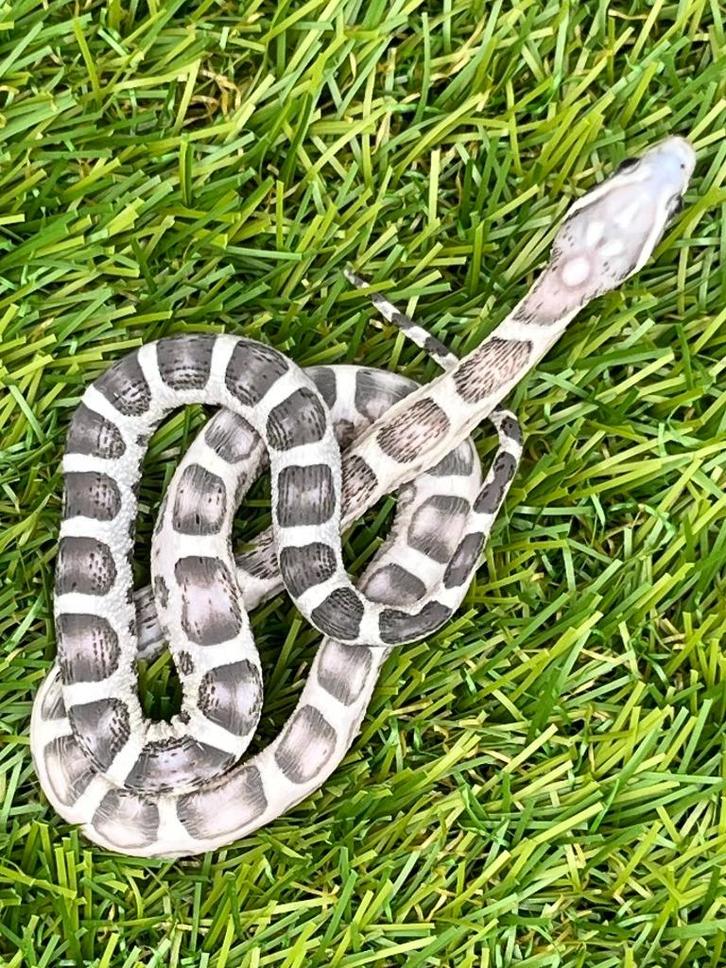 Korenslang 3 maand, soort: Scaleless Anery, Dieren en Toebehoren, Reptielen en Amfibieën, Slang, 0 tot 2 jaar, Tam