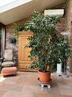 grote ficus, Huis en Inrichting, Kamerplanten, Ophalen, Ficus