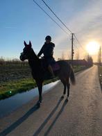 Paard te koop, Merrie