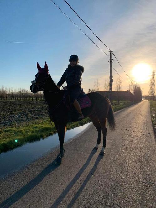 Paard te koop, Dieren en Toebehoren, Paarden, Merrie