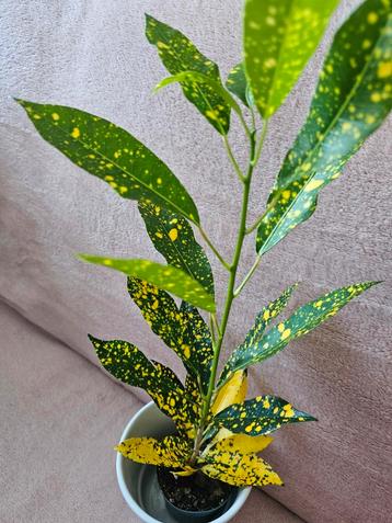 Croton (vendu sans le cache pot) beschikbaar voor biedingen
