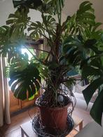 monstera plant, Ophalen