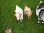 geitjes, Dieren en Toebehoren, Schapen, Geiten en Varkens, Meerdere dieren, Geit, 0 tot 2 jaar
