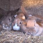 Mini oreilles pendantes de race pure 4 mois, Domestique, Septembre, Autres types, Femelle