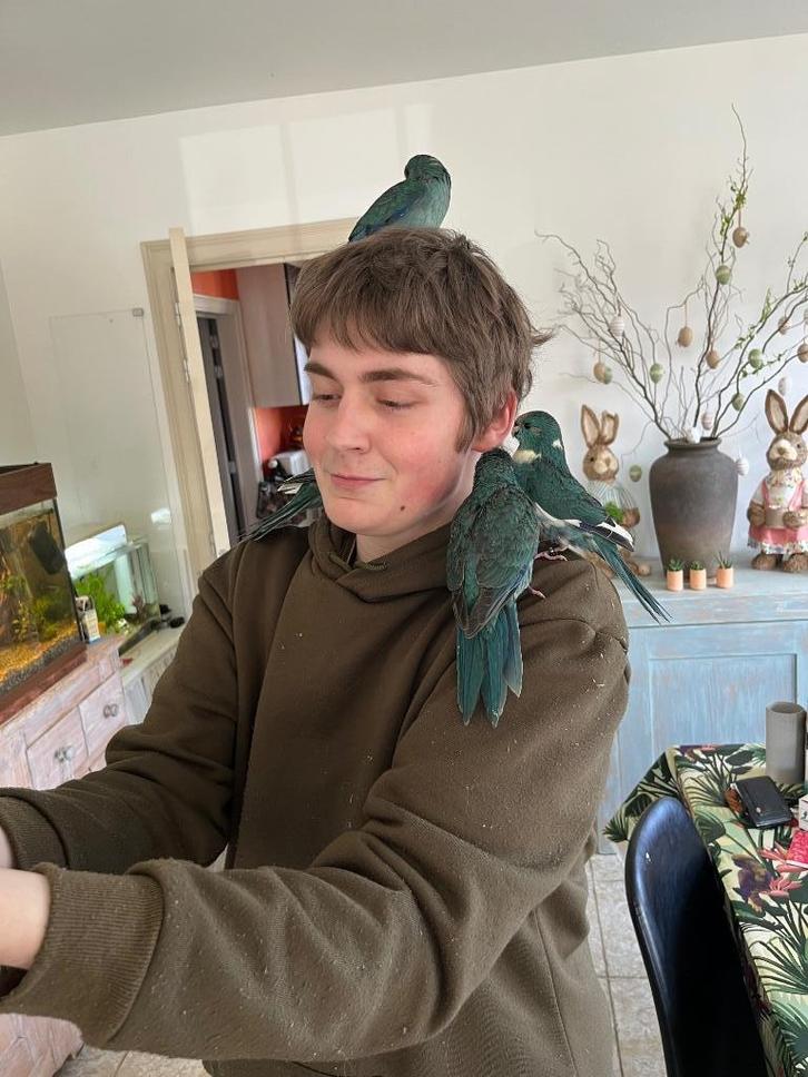 Super tamme vogels, Dieren en Toebehoren, Vogels | Parkieten en Papegaaien, Parkiet, Meerdere dieren, Tam, Geringd