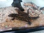 Pleurodeles waltz Spaanse ribbensalamander, Animaux & Accessoires, Reptiles & Amphibiens, Amphibien, 0 à 2 ans