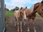 Haflinger veulen, Dieren en Toebehoren, Minder dan 160 cm, Niet van toepassing, 0 tot 2 jaar, Hengst