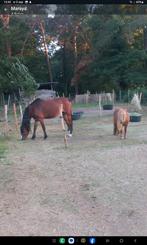 1 of 2 meisjes vanaf 14 jaar gezocht voor verzorging 4 pony'