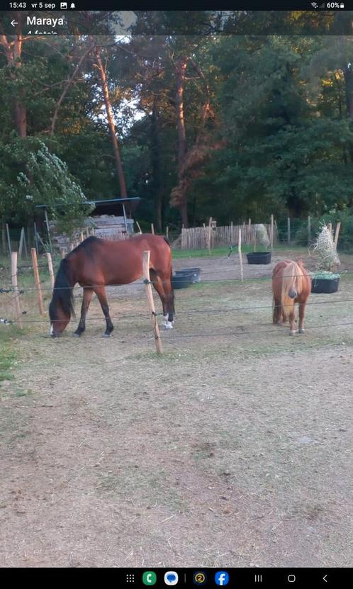 1 of 2 meisjes vanaf 14 jaar gezocht voor verzorging 4 pony', Dieren en Toebehoren, Pony's