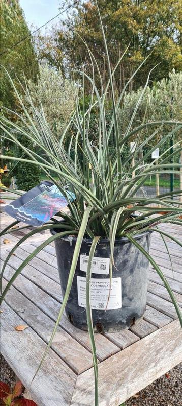 Rode Yucca - Hesperaloe Parvifora  beschikbaar voor biedingen